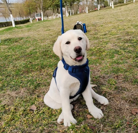 Dog Harness Quality Standards: What Buyers Should Check